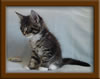 7 Week Old Maine Coon Kitten
