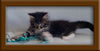7 Week Old Maine Coon Kitten