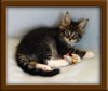 7 Week Old Maine Coon Kitten