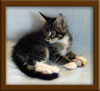 7 Week Old Maine Coon Kitten