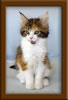8 Week Old Maine Coon Kitten