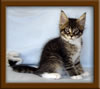 8 Week Old Maine Coon Kitten