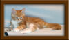 9 Week Old Maine Coon Kitten