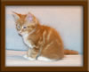 9 Week Old Maine Coon Kitten