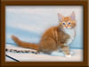 9 Week Old Maine Coon Kitten