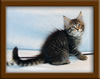 9 Week Old Maine Coon Kitten