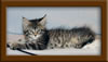 9 Week Old Maine Coon Kitten