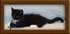 9 Week Old Maine Coon Kitten
