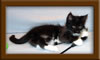 9 Week Old Maine Coon Kitten