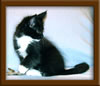 9 Week Old Maine Coon Kitten