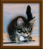 9 Week Old Maine Coon Kitten