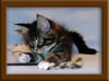9 Weed Old Maine Coon Kitten