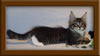 9 Weed Old Maine Coon Kitten