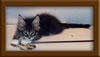 9 Weed Old Maine Coon Kitten