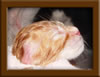 New Born Maine Coon Kitten