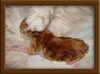 New Born Maine Coon Kitten