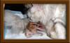 New Born Maine Coon Kitten