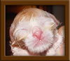 New Born Maine Coon Kitten