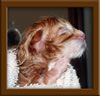 New Born Maine Coon Kitten