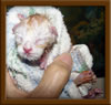 New Born Maine Coon Kitten