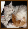 New Born Maine Coon Kitten