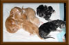 New Born Maine Coon Kitten
