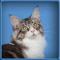 Silver with White Maine Coon Queen