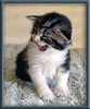 Silver With White Classic Tabby Maine Coon Queen