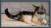 Silver With White Classic Tabby Maine Coon Queen