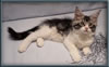 Silver With White Classic Tabby Maine Coon Queen
