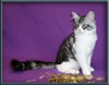 Silver With White Classic Tabby Maine Coon Queen