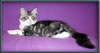 Silver With White Classic Tabby Maine Coon Queen