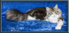 Silver With White Classic Tabby Maine Coon Queen