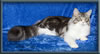 Silver With White Classic Tabby Maine Coon Queen