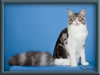 Silver With White Classic Tabby Maine Coon Queen