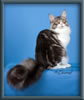 Silver With White Classic Tabby Maine Coon Queen
