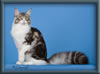 Silver With White Classic Tabby Maine Coon Queen