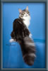 Silver With White Classic Tabby Maine Coon Queen