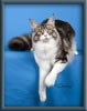 Silver With White Classic Tabby Maine Coon QueenSilver With White Classic Tabby Maine Coon Queen