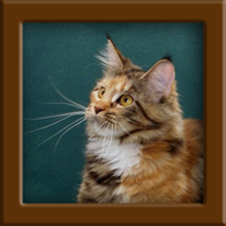 Maine Coon Queen