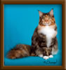 Brown Patch with White Maine Coon Queen