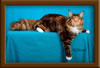 Brown Patch with White Maine Coon Queen