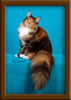 Brown Patch with White Maine Coon Queen
