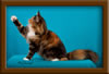 Brown Patch with White Maine Coon Queen