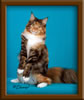 Brown Patch with White Maine Coon Queen