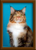 Brown Patch with White Maine Coon Queen