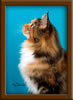Brown Patch with White Maine Coon Queen