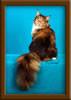 Brown Patch with White Maine Coon Queen