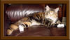 Brown Patch with White Maine Coon Queen