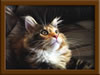 Brown Patch with White Maine Coon Queen
